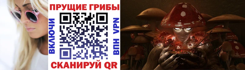 Псилоцибиновые грибы Psilocybe Кострома